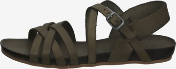 COSMOS COMFORT Sandalen met riem in Groen