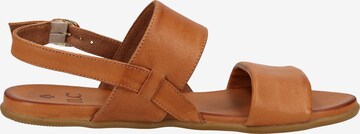 ILC Sandals in Brown