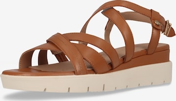 SALAMANDER Strap sandal in Brown: front