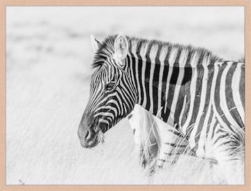 Liv Corday Image 'Zebra' in Brown: front