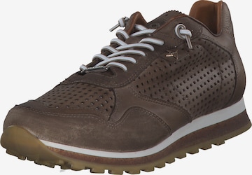Cetti Sneakers 'C848 S M' in Brown: front