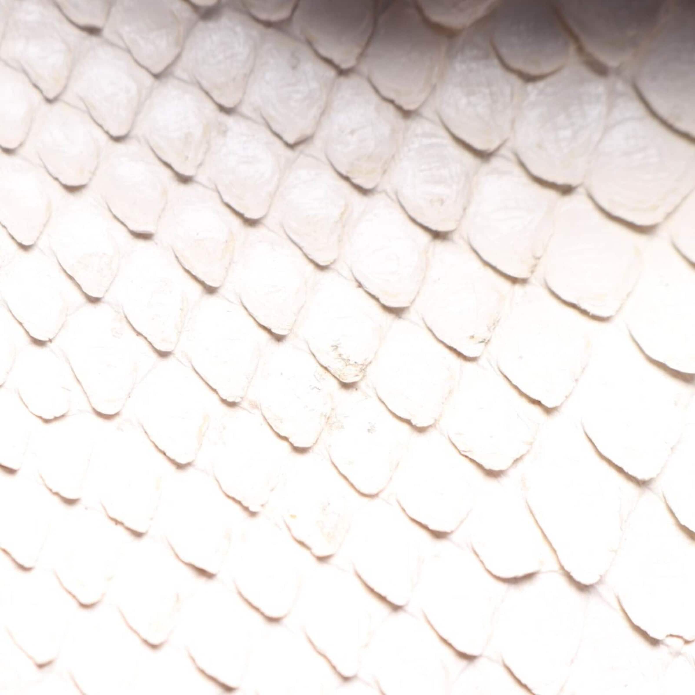 SLY 010 Bag in One size in Mixed colors