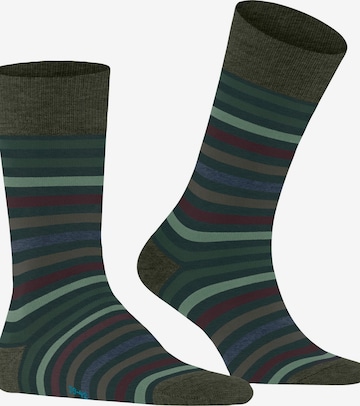 FALKE Socks 'Tinted Stripe' in Green: front