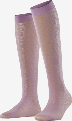 FALKE Overknee Strümpfe 'Wild Breed' in Lila: Vorderseite