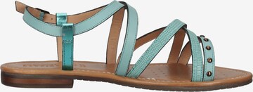 GEOX Sandalen met riem in Groen