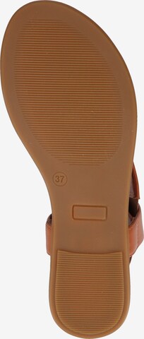ILC T-Bar Sandals in Brown