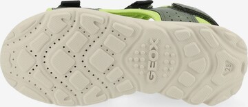 GEOX Sandals & Slippers in Green