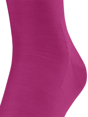 FALKE Knee High Socks 'ClimaWool' in Purple