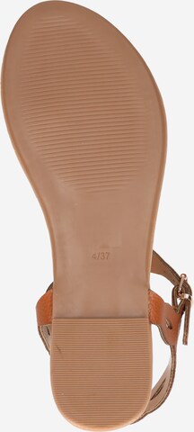 Flip-flops 'Bertie' de la Dorothy Perkins pe maro