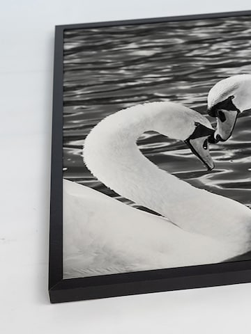 Liv Corday Bild  'Courting Whooper Swans' in Schwarz