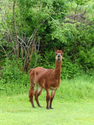 Gonna 'A-Linie Baumwolle "Alpaka"' di fabrari in colori misti