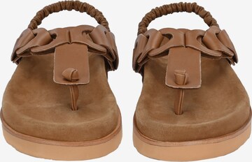 Crickit T-Bar Sandals in Brown