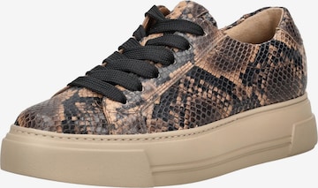 Paul Green Sneaker in Braun: Vorderseite