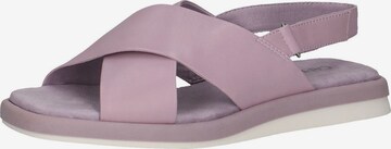 CAPRICE Sandals in Purple: front