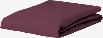 ESSENZA Bed Sheet in Purple: front