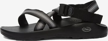 Chaco Sandaalit 'MENS Z/1' värissä harmaa: etupuoli