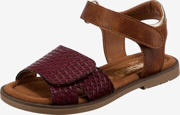 INDIGO Sandals in Brown: front