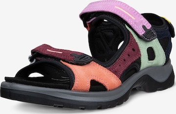 ECCO - Sandálias de trekking 'Offroad' em mistura de cores: frente