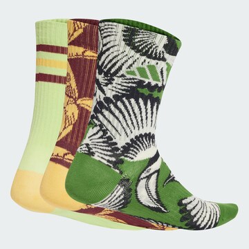 Chaussettes de sport 'Adidas x Farm' ADIDAS PERFORMANCE en marron