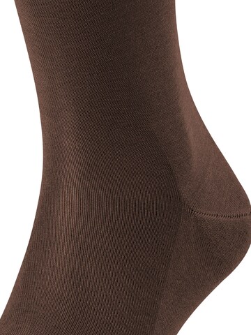 FALKE Knee High Socks 'Tiago' in Brown
