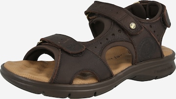 PANAMA JACK Patikointisandaalit 'Salton C35' värissä ruskea: etupuoli