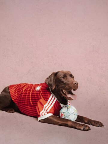 ADIDAS PERFORMANCE Pet accessories in Red
