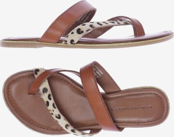 SALAMANDER Sandals & High-Heeled Sandals in 38 in Brown: front