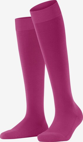 FALKE Kniestrümpfe 'ClimaWool' in Lila: Vorderseite