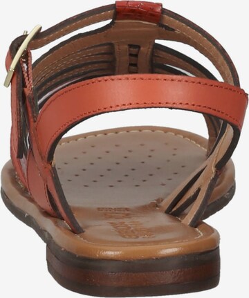 GEOX Sandalen met riem in Gemengde kleuren