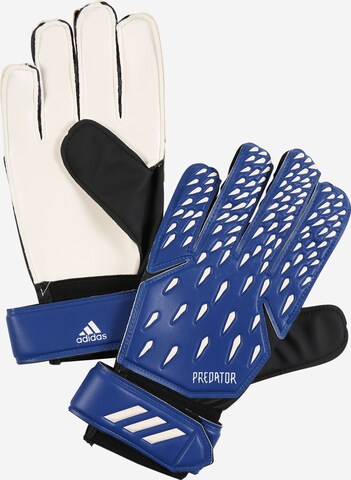 ADIDAS SPORTSWEAR Športové rukavice 'Predator' - Modrá: predná strana