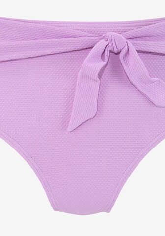 LASCANA Bikini hlačke | vijolična barva