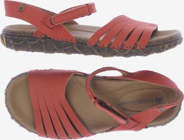 EL NATURALISTA Sandalen 36 in Rot: predná strana