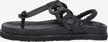 Crickit T-Bar Sandals in Black