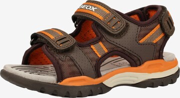 GEOX Sandals 'Borealis B. D' in Brown: front