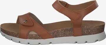 PANAMA JACK Sandals 'Sulia' in Brown