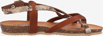 IGI&CO T-Bar Sandals in Brown