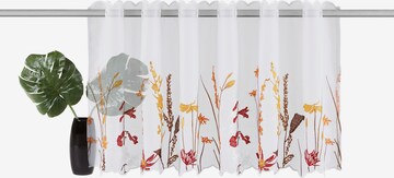 HOME AFFAIRE Curtains & Drapes in White: front