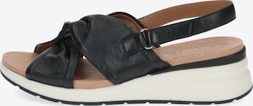 CAPRICE Sandals in Black