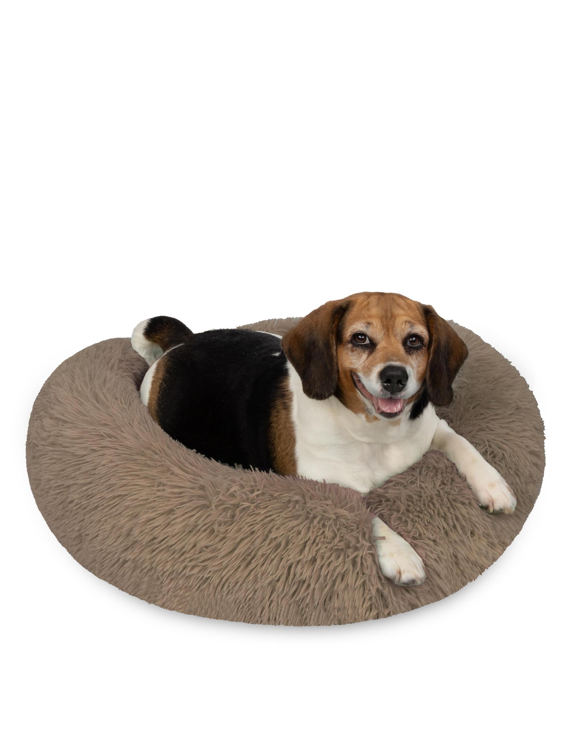 Accessoires pour animaux 'Tornio' Aspero en marron : devant