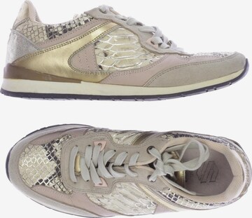 sacha Sneaker 36 in Beige: predná strana