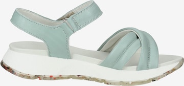 SALAMANDER Strap Sandals in Blue