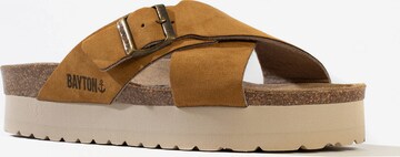 Bayton Mule 'Ajax' in Brown