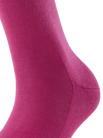 FALKE Socks 'Family' in Purple