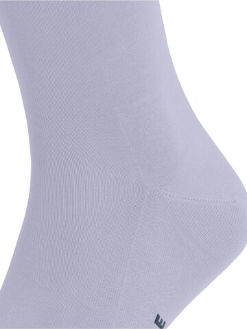 FALKE Socks 'Tiago' in Purple