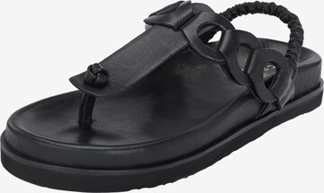 Crickit T-Bar Sandals in Black: front