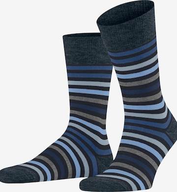 FALKE Socks 'Tinted Stripe' in Blue: front