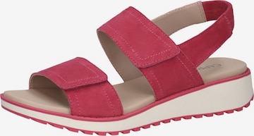 CAPRICE Sandals in Pink: front