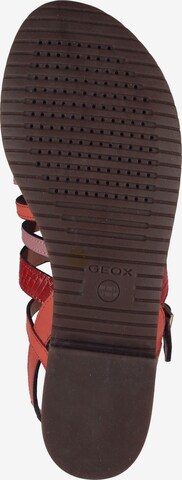 GEOX Sandalen met riem in Gemengde kleuren