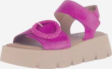 Sandalo di GABOR in rosa: frontale