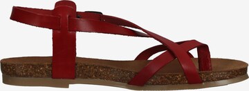 COSMOS COMFORT Sandalen met riem in Rood